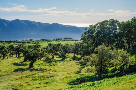 Aerial view of idyllic scenic Fanal Laurisilva forest with centuries-old til trees above clouds. Madeira island, Portugal