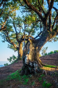 Centuries-old til trees in fantastic magical idyllic Fanal Laurisilva forest on sunrise. Madeira island, Portugal