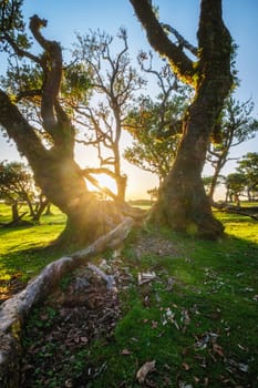 Centuries-old til trees in fantastic magical idyllic Fanal Laurisilva forest on sunset. Madeira island, Portugal