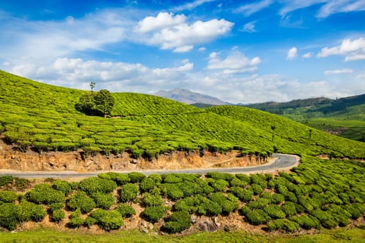 Kerala India travel background - road in green tea plantations in mountains in Munnar, Kerala, India
