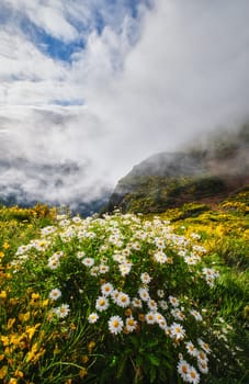 Madeira landscape with daisy flowers and blooming Cytisus shrubs and mountains in clouds. Miradouros do Paredao, Madeira island, Portugal