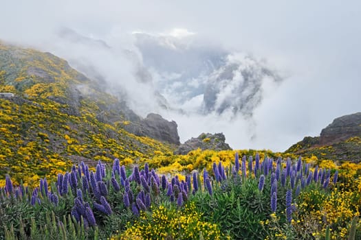 View from Pico do Arieiro of mountains in clouds with Pride of Madeira flowers and blooming Cytisus shrubs. Madeira island, Portugal