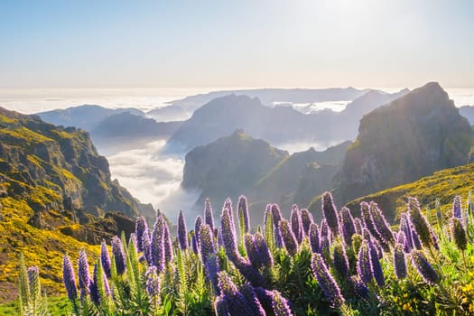 View from Pico do Arieiro of mountains over clouds with Pride of Madeira flowers and blooming Cytisus shrubs on sunset with sunburst. Madeira island, Portugal