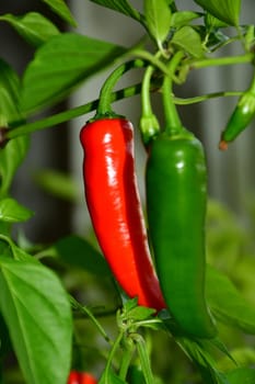 red ripe and green jalapeno chili on its plant
