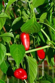 ripe jalapeño chili on its plant