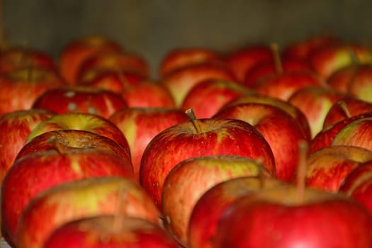 ripe red apples stored on a shelf in a cellar in Germany in late summer
