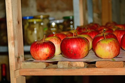 ripe red apples stored on a shelf in a cellar in Germany in late summer