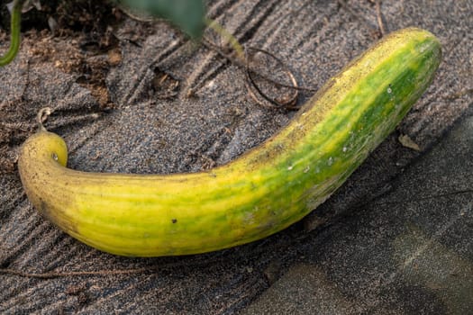 A cucumber is laying on the ground with a yellow and green stripe. The cucumber is not ripe yet