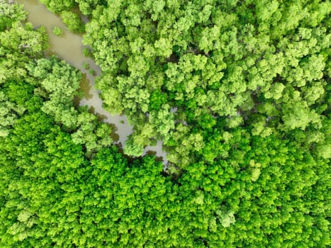 Aerial view green mangrove forest. Natural carbon sinks. Mangroves trees capture CO2. Blue carbon ecosystems. Mangroves absorb carbon dioxide emissions and mitigating global warming. Green ecosystem.
