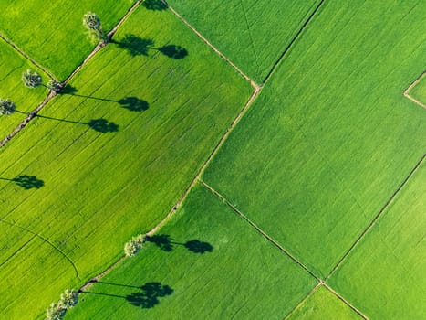 Aerial view of lush green rice field with sugar palm trees. Sustainable agriculture landscape. Sustainable rice farming. Rice cultivation. Green landscape. Organic farming. Sustainable land use.
