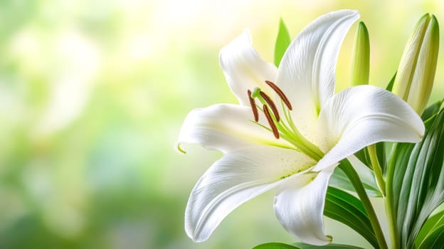 Stunning white lily flower blooming in a garden, evoking feelings of purity and innocence with its delicate petals and lush green leaves. A perfect symbol of tranquility and peace in nature