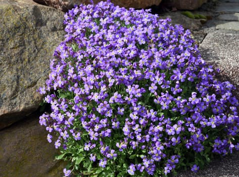 Blue cushion Aubrieta,is a flower and a garden plant,with blue flowers.  Blue cushion Aubrieta,is a flower and a garden plant,with blue flowers.