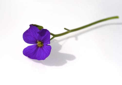 Blue cushion Aubrieta,is a flower and a garden plant,with blue flowers.  Blue cushion Aubrieta,is a flower and a garden plant,with blue flowers.