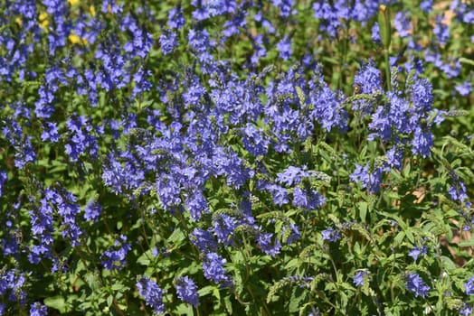 Veronica longifolia is a beautiful bee-friendly perennial with blue flowers. Speedwell,Veronica longifolia is a beautiful bee friendly perennial with blue flowers.