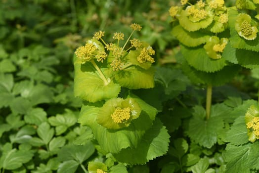 Yellow umbels are quickly vigorous,easy to cultivate and highly recommended for natural wild herbaceous gardens. Stem-encompassing yellow umbel grows quickly,is easy to cultivate and is highly recommended for natural wild perennial gardens.