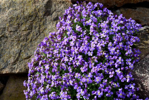 Blue cushion Aubrieta,is a flower and a garden plant,with blue flowers.  Blue cushion Aubrieta,is a flower and a garden plant,with blue flowers.