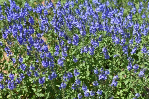 Veronica longifolia is a beautiful bee-friendly perennial with blue flowers. Speedwell,Veronica longifolia is a beautiful bee friendly perennial with blue flowers.