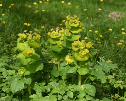 Yellow umbels are quickly vigorous,easy to cultivate and highly recommended for natural wild herbaceous gardens. Stem-encompassing yellow umbel grows quickly,is easy to cultivate and is highly recommended for natural wild perennial gardens.