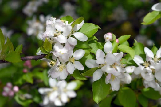 Crab apple or wild apple is considered the ancestor of the plantation apple and has a high ornamental value. Crab apple or wild apple is considered the ancestor of the plantation apple and has a high ornamental value.