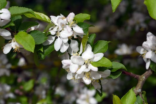 Crab apple or wild apple is considered the ancestor of the plantation apple and has a high ornamental value. Crab apple or wild apple is considered the ancestor of the plantation apple and has a high ornamental value.