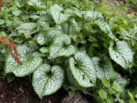 Caucasian forget-me-not,Brunnera,macrophylla is a shade plant with beautiful leaves and blue flowers. Caucasian forget-me-not,Brunnera,macrophylla is a shade plant with beautiful leaves and blue flowers.