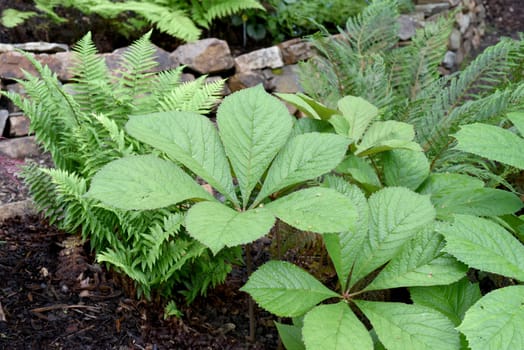 Chestnut-leaved display sheet captivates with ornamental foliage and pretty flowers. Chestnut-leaved show leaf impresses with its ornamental foliage and pretty flowers.