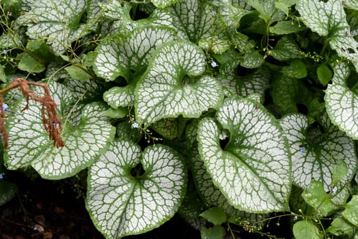 Caucasian forget-me-not,Brunnera,macrophylla is a shade plant with beautiful leaves and blue flowers. Caucasian forget-me-not,Brunnera,macrophylla is a shade plant with beautiful leaves and blue flowers.