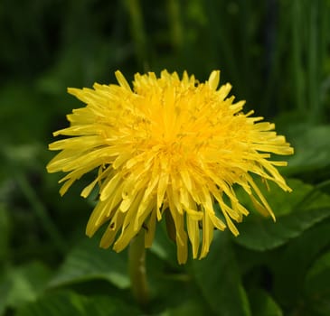 Dandelion,Taraxacum officinale as wall flower,is a pioneer plant and survival artist that can also thrive on gravel paths. Dandelion,Taraxacum officinale as a wall flower,is a pioneer plant and survival artist that can also thrive on gravel roads.