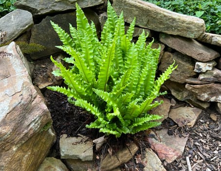 Deer's tongue fern or also called deer's tongue,Phillystis scolopendrium,is a fern with beautiful smooth leaf fronds. Deer's tongue fern,also known as deer's tongue,Phillystis scolopendrium,is a fern with beautiful,smooth leaf fronds