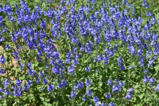 Veronica longifolia is a beautiful bee-friendly perennial with blue flowers. Speedwell,Veronica longifolia is a beautiful bee friendly perennial with blue flowers.