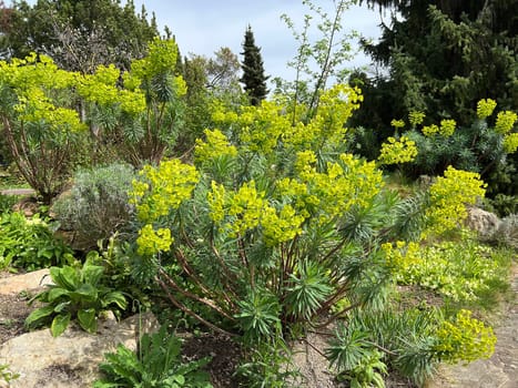 Palisade spurge grows stubbornly and woody at the base of the shoot. This allows it to sprout from it and from the rootstock every year. Palisade spurge grows perennially and woody at the base of the shoot. This means it can sprout from it and the rootstock every year