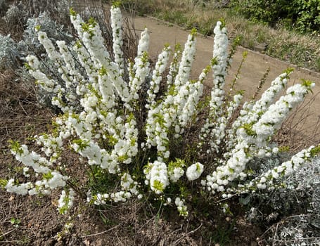 Druesen cherry,Prunus gtandulose Albiplena,is a Japanese ornamental cherry with beautiful white flowers.  Prunus glandulosa Alboplena is a Japanese ornamental cherry with beautiful white flowers.