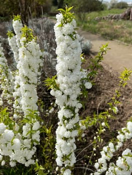 Druesen cherry,Prunus gtandulose Albiplena,is a Japanese ornamental cherry with beautiful white flowers.  Prunus glandulosa Alboplena is a Japanese ornamental cherry with beautiful white flowers.
