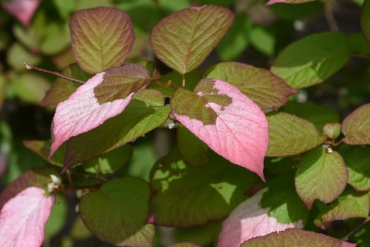 Variegated kiwi is a wonderful mixture of ornamental and useful plant. Variegated,kiwi is a wonderful mixture of ornamental and useful plant.