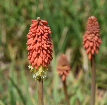 Torch lily,Kniphofia,are a real beacon of light with their long flower candles. Torch lilies,Kniphofia,are a real beacon with their long flowering candles