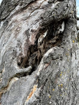 Bark from an old apple tree,some of which is already rotten. Bark from an old apple tree that has already partially rotted.