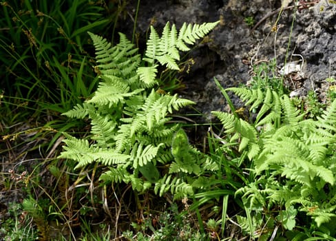 Gymnocarpium robertianum is a species of fern that is widespread in Central Europe,especially in the limestone areas of the Alps. The Ruprechtsfern,Gymnocarpium robertianum,is a species of fern that is widespread in Central Europe,especially in the limestone areas of the Alps.
