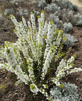 Druesen cherry,Prunus gtandulose Albiplena,is a Japanese ornamental cherry with beautiful white flowers.  Prunus glandulosa Alboplena is a Japanese ornamental cherry with beautiful white flowers.