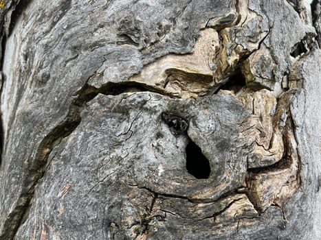 Bark from an old apple tree,some of which is already rotten. Bark from an old apple tree that has already partially rotted.