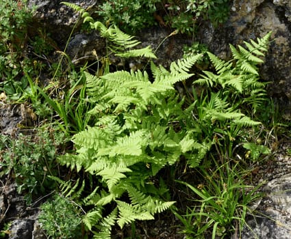 Gymnocarpium robertianum is a species of fern that is widespread in Central Europe,especially in the limestone areas of the Alps. The Ruprechtsfern,Gymnocarpium robertianum,is a species of fern that is widespread in Central Europe,especially in the limestone areas of the Alps.