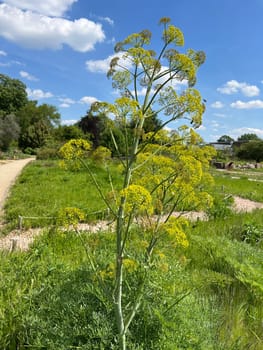 Ferula communis,also known as Ferula communis,is a species of plant in the genus Ferula communis. Giant fennel,Ferula communis,also called common stickweed or common switchweed,is a plant species in the genus Stickweed.