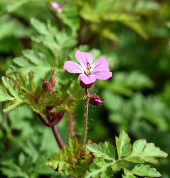 Geranium robertianum is an important medicinal plant with purple flowers. Ruprechtskraut,Geranium robertianum,is an important medicinal plant with purple flowers.