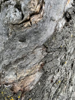 Bark from an old apple tree,some of which is already rotten. Bark from an old apple tree that has already partially rotted.