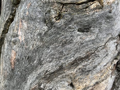 Bark from an old apple tree,some of which is already rotten. Bark from an old apple tree that has already partially rotted.