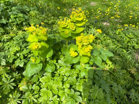Yellow umbels are quickly vigorous,easy to cultivate and highly recommended for natural wild herbaceous gardens. Stem-encompassing yellow umbel grows quickly,is easy to cultivate and is highly recommended for natural wild perennial gardens.