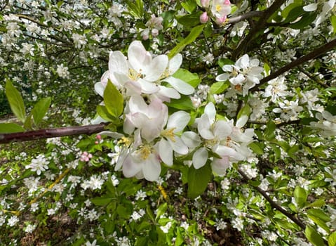 Crab apple or wild apple is considered the ancestor of the plantation apple and has a high ornamental value. Crab apple or wild apple is considered the ancestor of the plantation apple and has a high ornamental value.