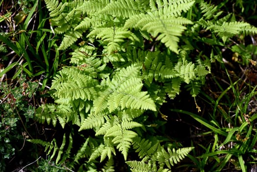 Gymnocarpium robertianum is a species of fern that is widespread in Central Europe,especially in the limestone areas of the Alps. The Ruprechtsfern,Gymnocarpium robertianum,is a species of fern that is widespread in Central Europe,especially in the limestone areas of the Alps.