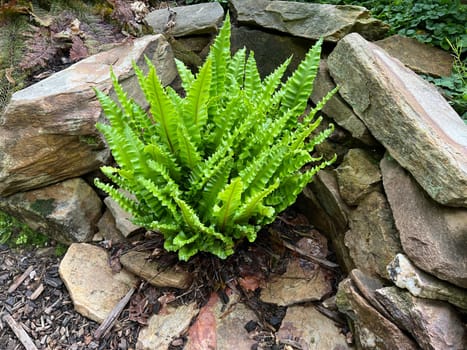 Deer's tongue fern or also called deer's tongue,Phillystis scolopendrium,is a fern with beautiful smooth leaf fronds. Deer's tongue fern,also known as deer's tongue,Phillystis scolopendrium,is a fern with beautiful,smooth leaf fronds