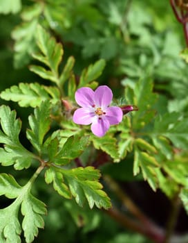 Geranium robertianum is an important medicinal plant with purple flowers. Ruprechtskraut,Geranium robertianum,is an important medicinal plant with purple flowers.