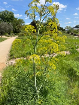 Ferula communis,also known as Ferula communis,is a species of plant in the genus Ferula communis. Giant fennel,Ferula communis,also called common stickweed or common switchweed,is a plant species in the genus Stickweed.